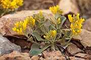 Chambers' Twinpod (Physaria chambersii) - Zion National Park