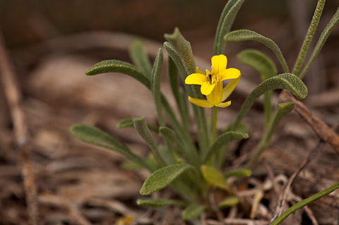 Colorado Bladderpod (Physaria rectipes). Zion National Park - June 6, 2009.