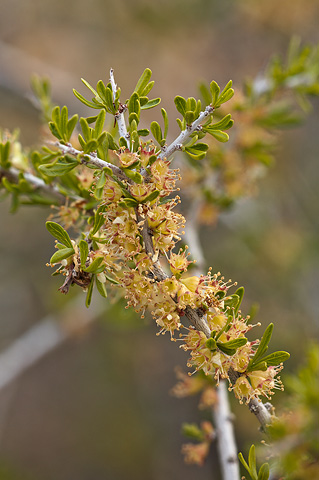 Desert Almond (Prunus fasciculata). Zion National Park - April 16, 2010.
