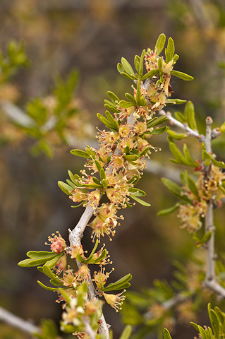 Desert Almond (Prunus fasciculata). Zion National Park - April 16, 2010.