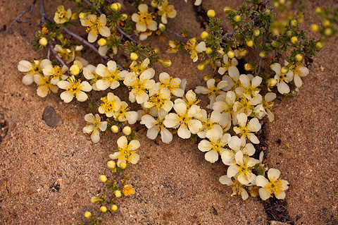 Stansbury Cliffrose (Purshia stansburiana). Zion National Park - April 16, 2010.