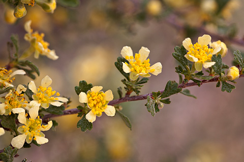 Antelope Bitterbrush (Purshia tridentata). Zion National Park - May 1, 2010.