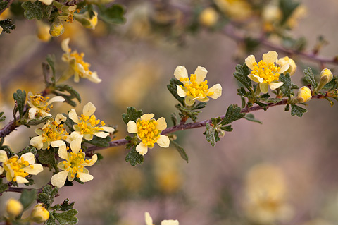 Antelope Bitterbrush (Purshia tridentata). Zion National Park - May 1, 2010.