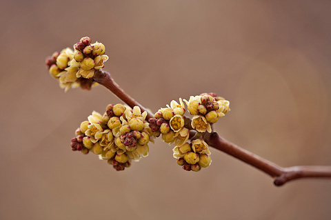 Fragrant Sumac (Rhus aromatica). Zion National Park - April 3, 2010.