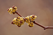 Fragrant Sumac (Rhus aromatica) - Zion National Park