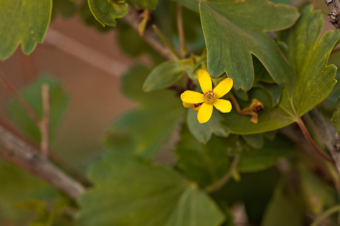 Golden Currant (Ribes aureum). Zion National Park - April 17, 2010.