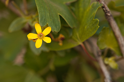 Golden Currant (Ribes aureum). Zion National Park - April 17, 2010.