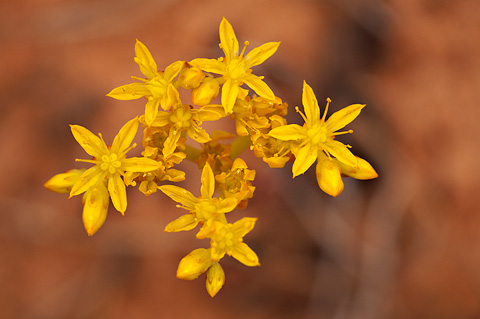 Spearleaf Stonecrop (Sedum lanceolatum). Zion National Park - June 12, 2010.