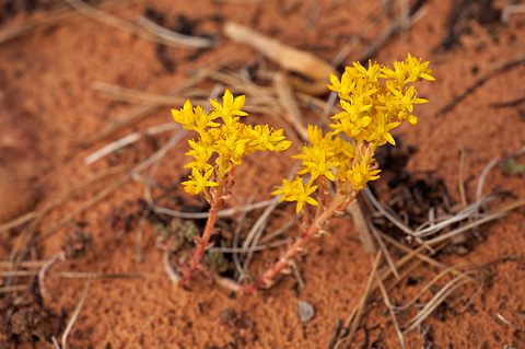 Spearleaf Stonecrop (Sedum lanceolatum). Zion National Park - June 12, 2010.