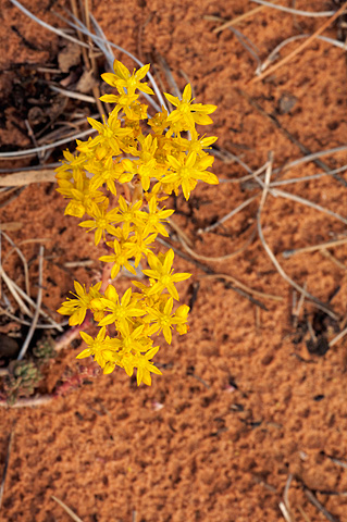 Spearleaf Stonecrop (Sedum lanceolatum). Zion National Park - June 12, 2010.