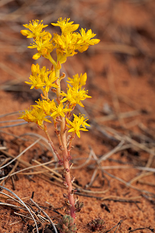 Spearleaf Stonecrop (Sedum lanceolatum). Zion National Park - June 12, 2010.