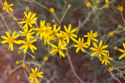 Threadleaf Ragwort (Senecio flaccidus). Zion National Park - May 29, 2010.