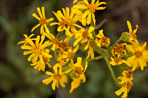 Lambstongue Ragwort (Senecio integerrimus). Zion National Park - June 11, 2010.