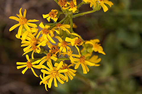 Lambstongue Ragwort (Senecio integerrimus). Zion National Park - June 11, 2010.