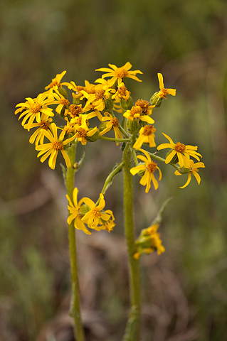 Lambstongue Ragwort (Senecio integerrimus). Zion National Park - June 11, 2010.