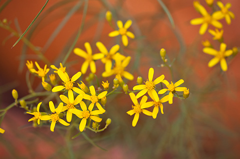 Broom Ragwort (Senecio spartioides). Zion National Park - September 4, 2010.