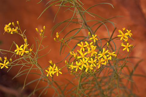 Broom Ragwort (Senecio spartioides). Zion National Park - September 4, 2010.