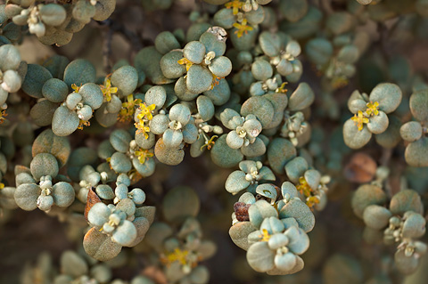 Roundleaf Buffaloberry (Shepherdia rotundifolia). Zion National Park - April 2, 2010.