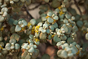 Roundleaf Buffaloberry (Shepherdia rotundifolia) - Zion National Park