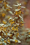 Roundleaf Buffaloberry (Shepherdia rotundifolia) - Zion National Park