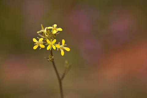Tumble Mustard (Sisymbrium altissimum). Zion National Park - April 16, 2010.