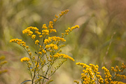 Few-flowered goldenrod (Solidago velutina) - Zion National Park
