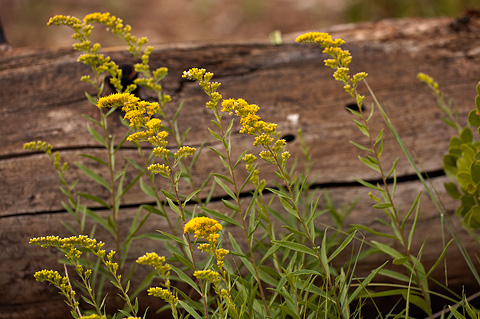 Few-flowered goldenrod (Solidago velutina). Zion National Park - July 24, 2010.
