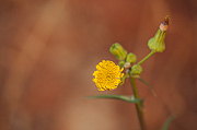 Spiny Sowthistle (Sonchus asper) - Zion National Park