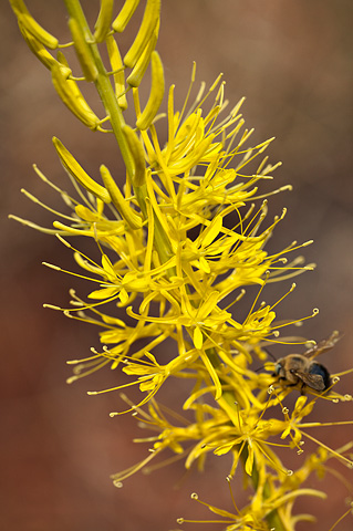 Prince's Plume (Stanleya pinnata). Zion National Park - May 2, 2009.