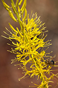 Prince's Plume (Stanleya pinnata) - Zion National Park