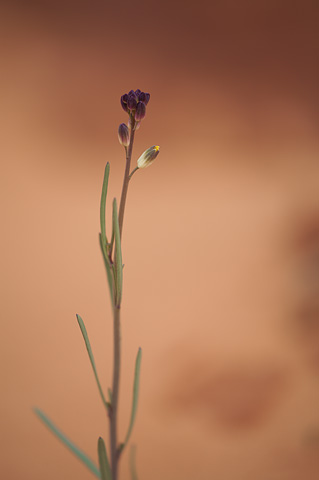 Longbeak Twistflower (Streptanthella longirostris). Zion National Park - April 3, 2010.