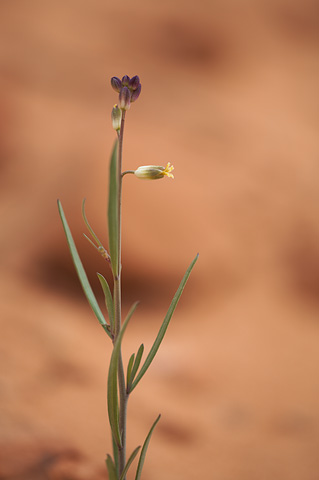 Longbeak Twistflower (Streptanthella longirostris). Zion National Park - April 3, 2010.