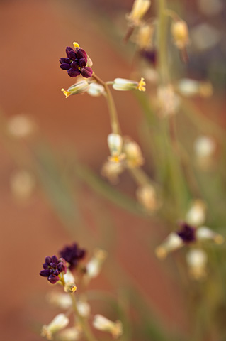 Longbeak Twistflower (Streptanthella longirostris). Zion National Park - April 9, 2009.