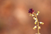Longbeak Twistflower (Streptanthella longirostris) - Zion National Park