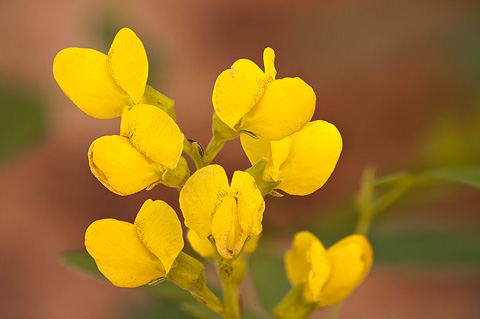Mountain Goldenbanner (Thermopsis montana). Zion National Park - May 24, 2009.