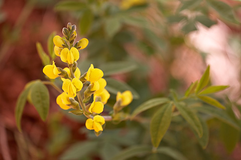 Mountain Goldenbanner (Thermopsis montana). Zion National Park - May 4, 2009.