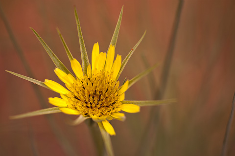Yellow Salsify (Tragopogon dubius). Zion National Park - May 22, 2009.