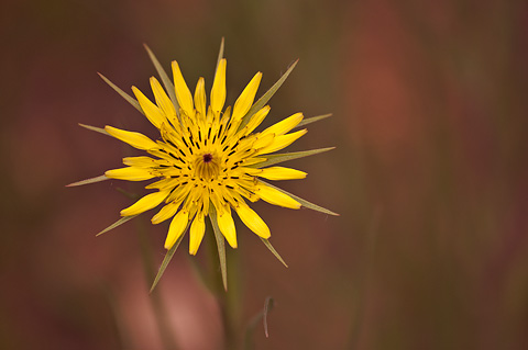 Yellow Salsify (Tragopogon dubius). Zion National Park - May 22, 2009.