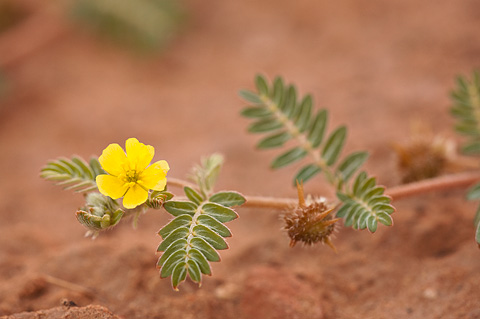 Puncturevine (Tribulus terrestris). Zion National Park - September 4, 2010.