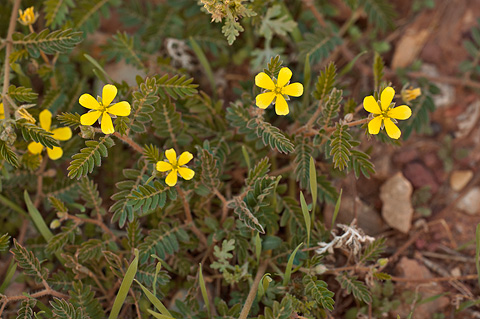 Puncturevine (Tribulus terrestris). Zion National Park - October 15, 2010.