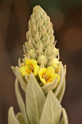 Common Mullein (Verbascum thapsus). Zion National Park - July 5, 2010.