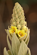 Common Mullein (Verbascum thapsus) - Zion National Park