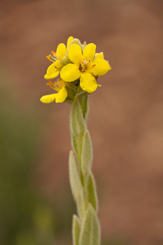Common Mullein (Verbascum thapsus). Zion National Park - July 24, 2010.