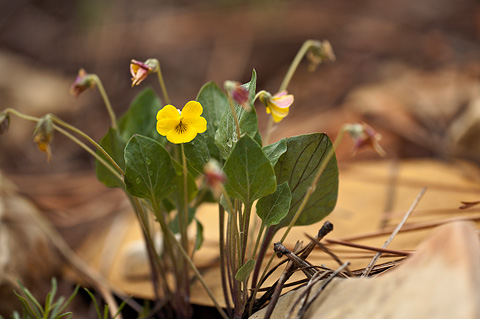 Charleston Mountain Violet (Viola charlestonensis). Zion National Park - May 22, 2009.