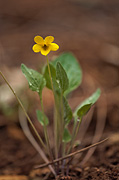 Charleston Mountain Violet (Viola charlestonensis) - Zion National Park