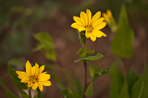 Mule's Ears (Wyethia arizonica). Zion National Park - May 22, 2009.