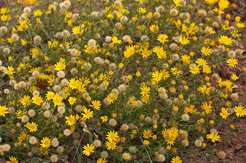 Slender Goldenweed (Xanthisma gracile). Zion National Park - September 18, 2010.